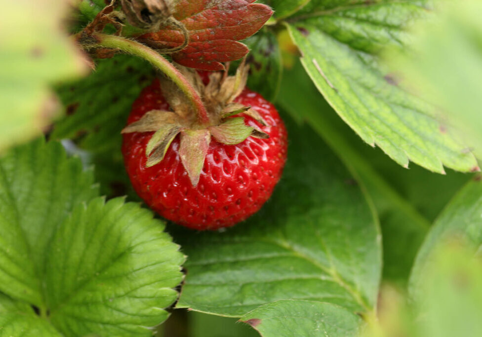 Strawberries 23
